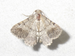 Frederickia disparcata