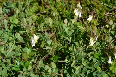 Melampyrum pratense commutatum