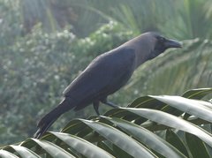 Corvus splendens