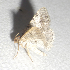 Frederickia disparcata