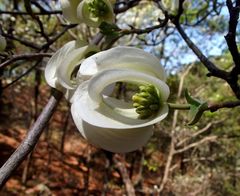 Cornus florida urbiniana