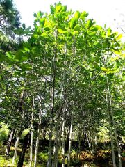 Magnolia dealbata