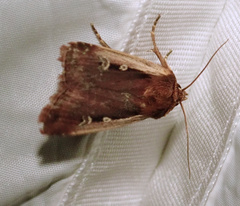 Ochropleura