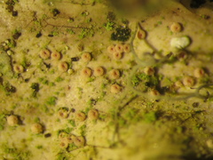 Lasionectria lecanodes