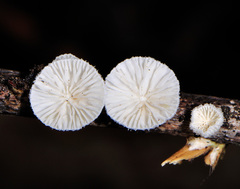 Chaetocalathus craterellus