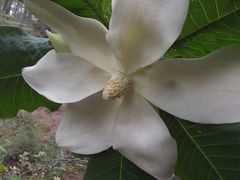 Magnolia dealbata