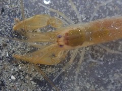 Betaeus setosus