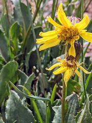 Senecio amplectens holmii
