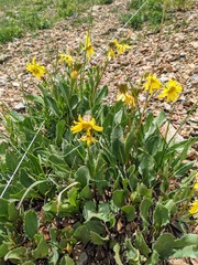 Senecio amplectens holmii