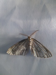 Neuromelia selectata