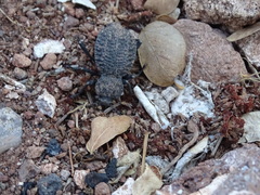 Philolithus morbillosus