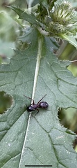 Camponotus
