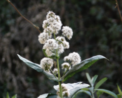 Critonia quadrangularis