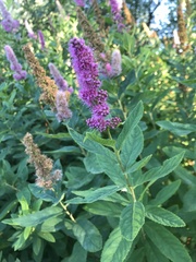 Spiraea salicifolia