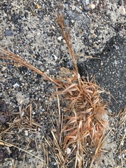 Schizachyrium littorale