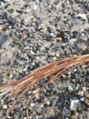 Schizachyrium littorale