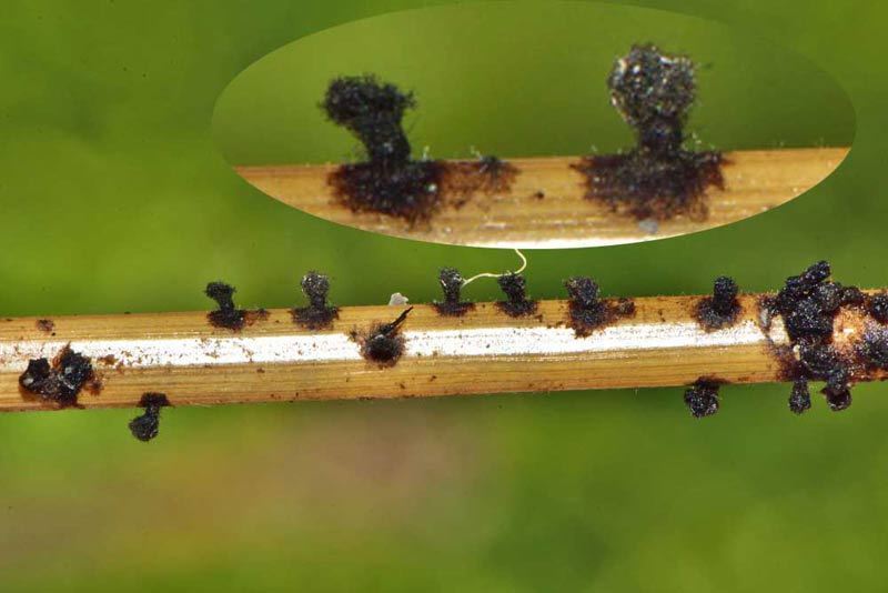 Chaetomium elatum