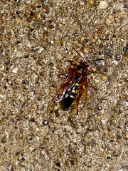 Sphecius speciosus