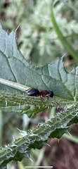 Camponotus
