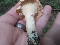 Cantharellus velutinus