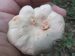 Cantharellus velutinus