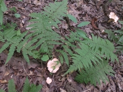 Cantharellus velutinus