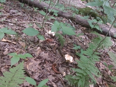 Cantharellus velutinus