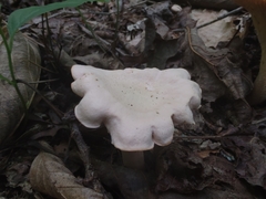 Cantharellus velutinus