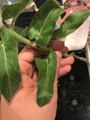 Oxypetalum coeruleum