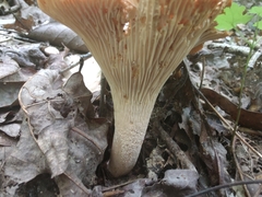 Cantharellus velutinus