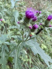 Coccinella septempunctata