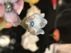 Oxypetalum coeruleum