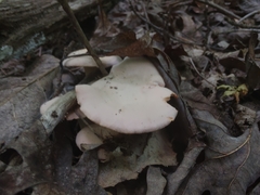 Cantharellus velutinus