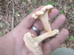 Cantharellus velutinus