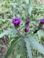 Coccinella septempunctata
