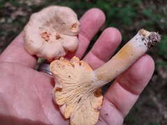 Cantharellus velutinus