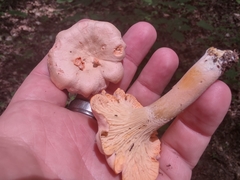 Cantharellus velutinus