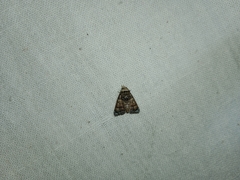 Chlumetia transversa