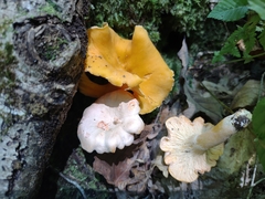 Cantharellus velutinus