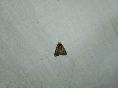Chlumetia transversa