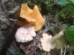 Cantharellus velutinus