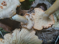 Cantharellus velutinus