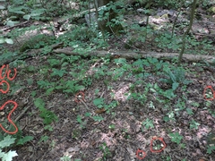 Cantharellus velutinus