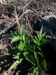 Phytolacca heterotepala