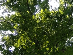 Cantharellus velutinus