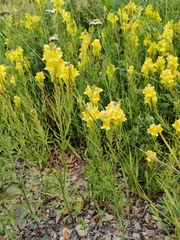 Linaria vulgaris