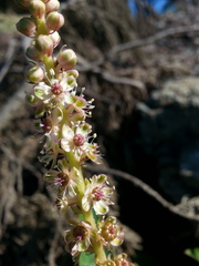 Phytolacca heterotepala
