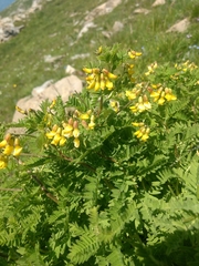 Astragalus penduliflorus