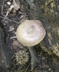 Pluteus septocystidiatus