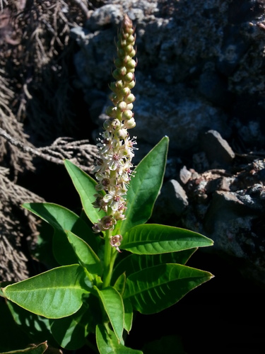 Mexican pokeweed